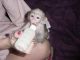 Capuchins Monkey Animals for sale in Fremont, CA, USA. price: $550