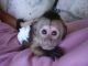 Capuchins Monkey Animals for sale in Alameda, SK S0C 0A0, Canada. price: NA