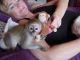 Capuchins Monkey Animals for sale in Louisville, KY 40201, USA. price: NA