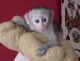 Capuchins Monkey Animals for sale in Seattle, WA 98101, USA. price: NA