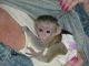 Capuchins Monkey Animals for sale in San Jose, CA, USA. price: NA