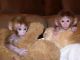 Capuchins Monkey Animals for sale in 10001 N Davis Hwy, Pensacola, FL 32514, USA. price: NA