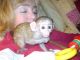 Capuchins Monkey Animals for sale in Fremont, CA, USA. price: $600