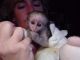 Capuchins Monkey Animals for sale in NJ-3, Clifton, NJ, USA. price: NA