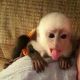 Capuchins Monkey Animals for sale in Columbia Rd, Morristown, AZ 85342, USA. price: NA