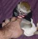 Capuchins Monkey Animals for sale in Orange Park Ave, Lakeland, FL 33801, USA. price: NA