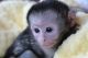 Capuchins Monkey Animals for sale in 1617 McDonald Ave, Brooklyn, NY 11230, USA. price: NA