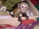 Capuchins Monkey Animals for sale in Boston, MA, USA. price: NA