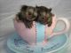 Capuchins Monkey Animals for sale in Virginia Beach, VA, USA. price: $740