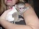 Capuchins Monkey Animals for sale in Atlantic City, NJ 08401, USA. price: NA