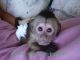 Capuchins Monkey Animals for sale in Cleveland, OH, USA. price: $400