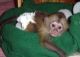Capuchins Monkey Animals for sale in Cleveland, OH, USA. price: $480