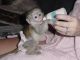 Capuchins Monkey Animals for sale in Seattle, WA 98101, USA. price: NA