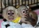 Capuchins Monkey Animals for sale in Germantown Ave, Philadelphia, PA, USA. price: NA