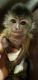 Capuchins Monkey Animals for sale in Maryland City, MD, USA. price: NA