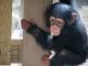 Capuchins Monkey Animals for sale in Atlanta, GA 30342, USA. price: NA