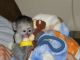 Capuchins Monkey Animals for sale in Arkansas Lake, Central Kootenay A, BC V0G 1S1, Canada. price: $700