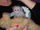 Capuchins Monkey Animals for sale in United Square, Scarborough, ON M1B, Canada. price: NA