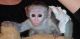 Capuchins Monkey Animals for sale in Denver, CO, USA. price: $350