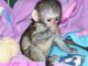 Capuchins Monkey Animals for sale in 6810 Cypress Creek Pkwy, Houston, TX 77069, USA. price: NA