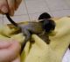 Capuchins Monkey Animals for sale in Wilkes-Barre, PA, USA. price: NA