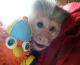 Capuchins Monkey Animals for sale in Minnesota St, San Francisco, CA, USA. price: NA