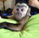 Capuchins Monkey Animals for sale in 32901 CA-1, Fort Bragg, CA 95437, USA. price: NA
