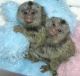 Capuchins Monkey Animals for sale in 32901 CA-1, Fort Bragg, CA 95437, USA. price: NA