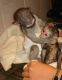 Capuchins Monkey Animals for sale in Oklahoma City, OK, USA. price: $5