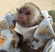 Capuchins Monkey Animals for sale in Annapolis, MD, USA. price: NA