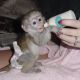 Capuchins Monkey Animals for sale in CA-1, Mill Valley, CA, USA. price: NA