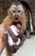 Capuchins Monkey Animals for sale in Clover, SC 29710, USA. price: NA