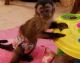 Capuchins Monkey Animals for sale in Cleveland, OH, USA. price: $700