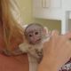 Capuchins Monkey Animals for sale in Texas City, TX, USA. price: $400