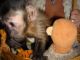 Capuchins Monkey Animals for sale in Michigan Avenue, Chicago, IL, USA. price: NA