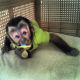 Capuchins Monkey Animals for sale in 715.3D, Custer, SD 57730, USA. price: $900