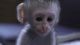 Capuchins Monkey Animals for sale in Coahoma, MS 38617, USA. price: NA