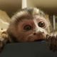 Capuchins Monkey Animals for sale in St. Louis, MO, USA. price: NA