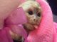Capuchins Monkey Animals for sale in TN-18, Jackson, TN, USA. price: NA