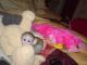 Capuchins Monkey Animals for sale in Cleveland, OH, USA. price: $600