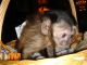 Capuchins Monkey Animals for sale in Jackson, MS, USA. price: $800