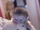 Capuchins Monkey Animals for sale in New Castle, DE 19720, USA. price: $800