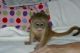 Capuchins Monkey Animals for sale in Indianapolis, IN, USA. price: $800