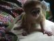 Capuchins Monkey Animals for sale in Texas 71 Vail Divide, The Hills, TX 78738, USA. price: NA