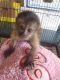 Capuchins Monkey Animals for sale in Virginia Beach, VA, USA. price: $300
