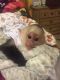 Capuchins Monkey Animals for sale in Virginia Beach, VA, USA. price: $350