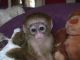 Capuchins Monkey Animals for sale in Nashville, TN, USA. price: $700