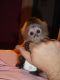 Capuchins Monkey Animals for sale in New York, IA 50238, USA. price: $800