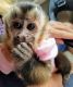 Capuchins Monkey Animals for sale in Metairie-Hammond Hwy, Metairie, LA, USA. price: NA