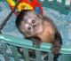 Capuchins Monkey Animals for sale in Iron Station Rd, Dallas, NC 28034, USA. price: NA